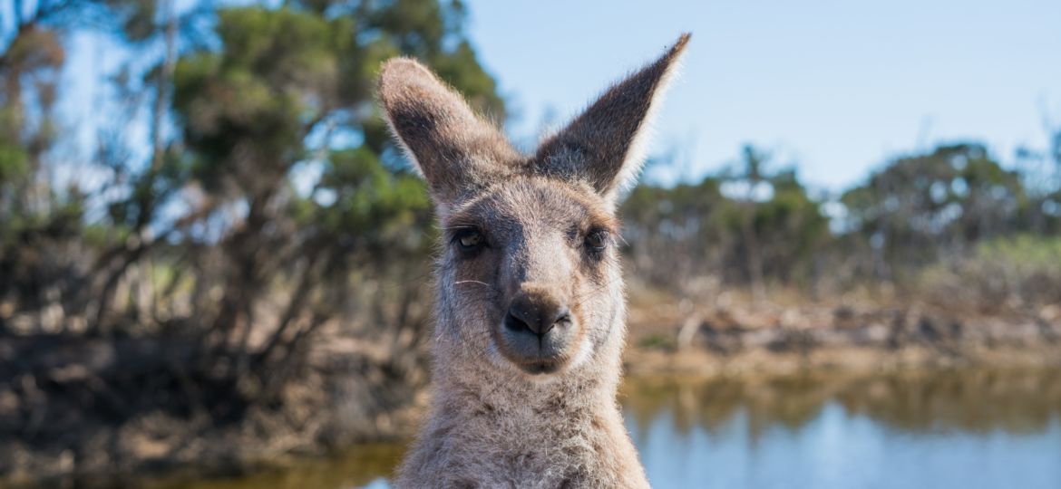 kangaroo